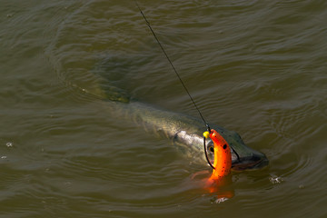 European or northern (Esox lucius),  pike caught on spinning. Soft bait fishing