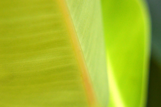 Extreme Close Up Of Leaf