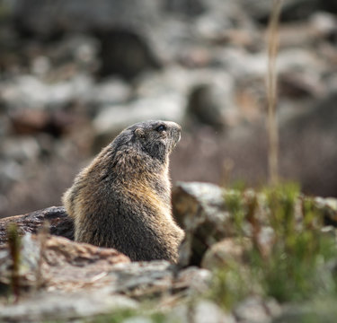 wild marmot as a close up picture in the mountains during the evening with grass and rocks in background
