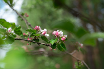Obraz na płótnie Canvas the beginning of pink Apple blossom in spring buds with petals close up background in a blur