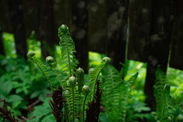 Fototapeta na wymiar green ferns in the growth phase unfurl and bloom in nature