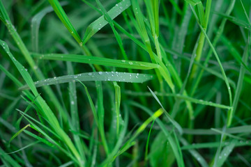 transparent drops of morning dew on the green grass close up