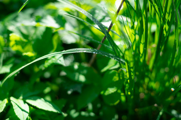 transparent drops of morning dew on the green grass close up