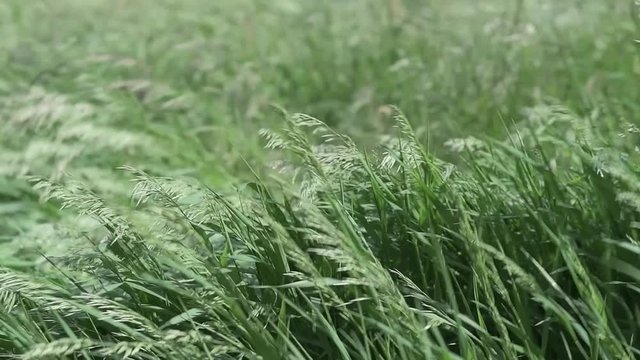 Erba al vento rallenty in 4k