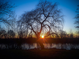sunny tree on a lake