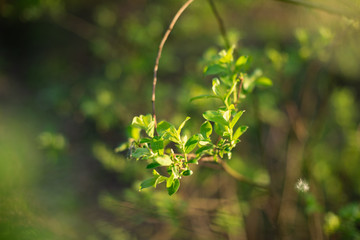 the plant is green young in the spring at sunset in the forest glows from the sun