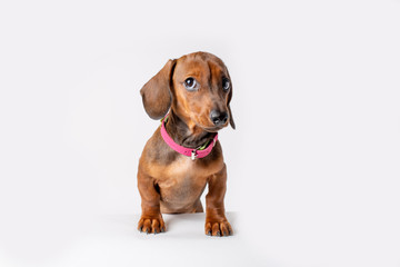 dachshund puppy isolated on white