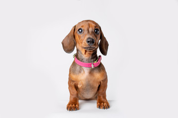 cute Dachshund puppy with sad big eyes stands isolated on a white background