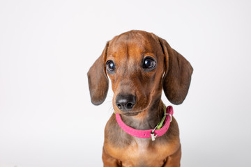 portrait of a cute Dachshund puppy with sad big eyes isolated on a white background