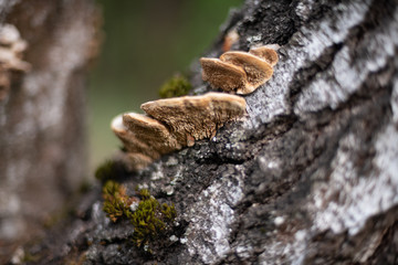 mushrooms grow on the trunk of a tree with moss in the forest