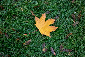 Autumn yellow fallen maple leaf is lying on the lawn