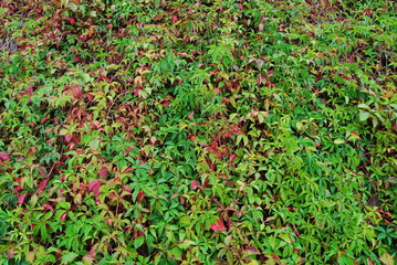 Plants texture green