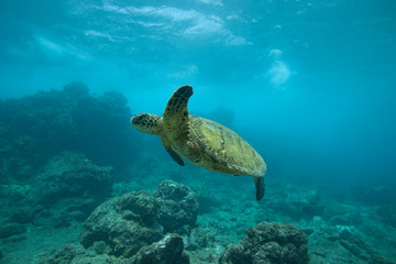 Green Sea Turtle Underwater Swimming in a Sea of Blue