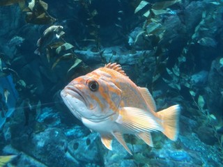 Fototapeta premium MIRANDOTE 