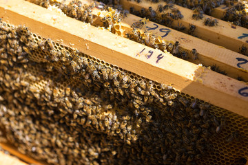 Closeup of a frame with a wax honeycomb of honey with bees on them. Apiary workflow.