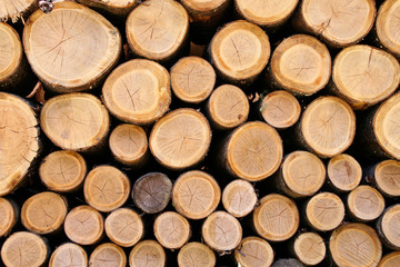 積み上げられている木材・丸太