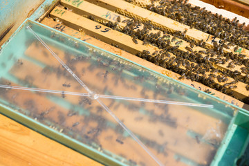 Closeup of a frame with a wax honeycomb of honey with bees on them. Apiary workflow.