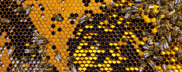 Closeup of a frame with a wax honeycomb of honey with bees on them. Apiary workflow.