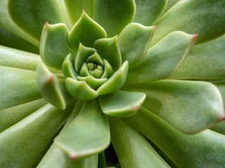 Succulent plant close up white wax on fresh leaves detail of Echeveria plant