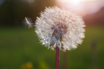 Dandelion on sunset at spring time