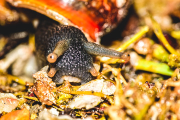 Snail on a ground