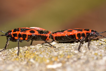 Firebugs mating