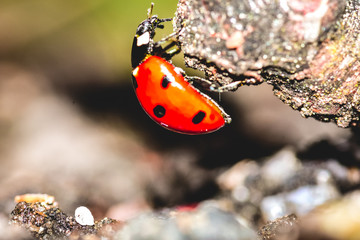 Ladybug climbing