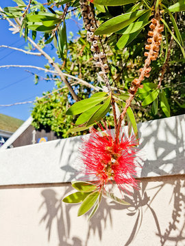 Bottlebrush Callisteon beautiful hedge plant, Cape Town.