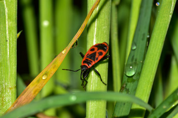 Firebug on a grass 