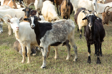 Sheep and goats graze on green grass in spring