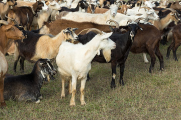Sheep and goats graze on green grass in spring