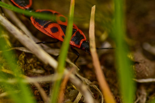 Firebug on a ground