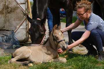 Cute newborn colt lying in grass on a spring day. Mother's head in the background, Woman next to the stallion foal