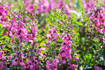 Angelonia Serena flower in garden at sunny summer or spring day. Purple flower.