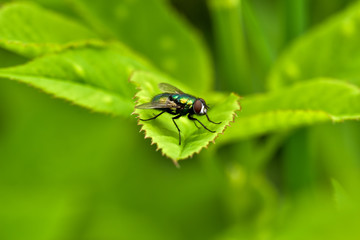 fly on leaf