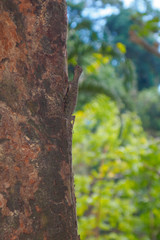 A flying lizard on a tree