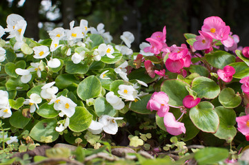 白と赤のベゴニアの花