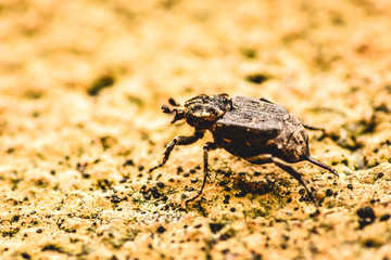 bug on the ground walking