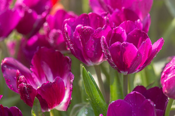 Obraz premium Tulips flower in Tulip field.