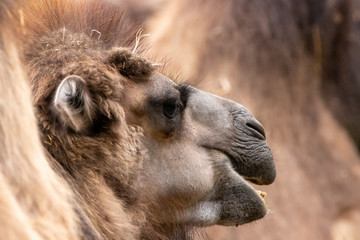 a young camel