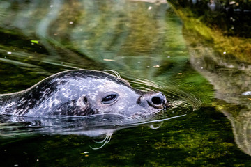 artistic portrait of a seal