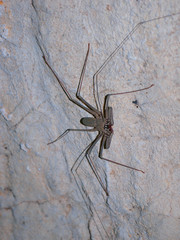 A whip spider in a cave
