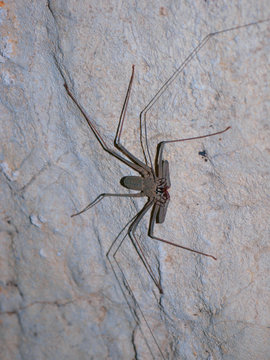 A whip spider in a cave