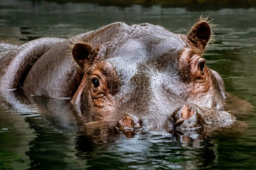 beautiful portrait of a hippo