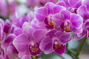 Naklejka na ściany i meble Orchid flower Phalaenopsis Orchidaceae