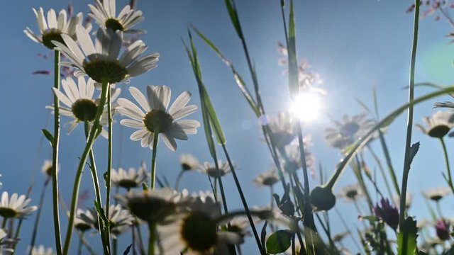 Low angle view of blooming daisy with blue sky and sun in the background	