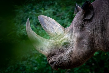 a black rhino in the brush
