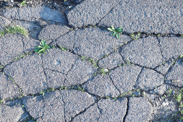 chamomile in cracks of asphalt road. environmental threat, protection of wild nature. climate crisis emergency concept. copy space