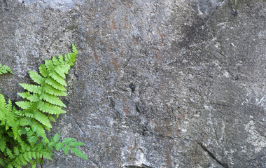 gray concrete wall texture background with the green fern and leaves, copy space