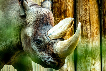 Rhino in front of a wood fence